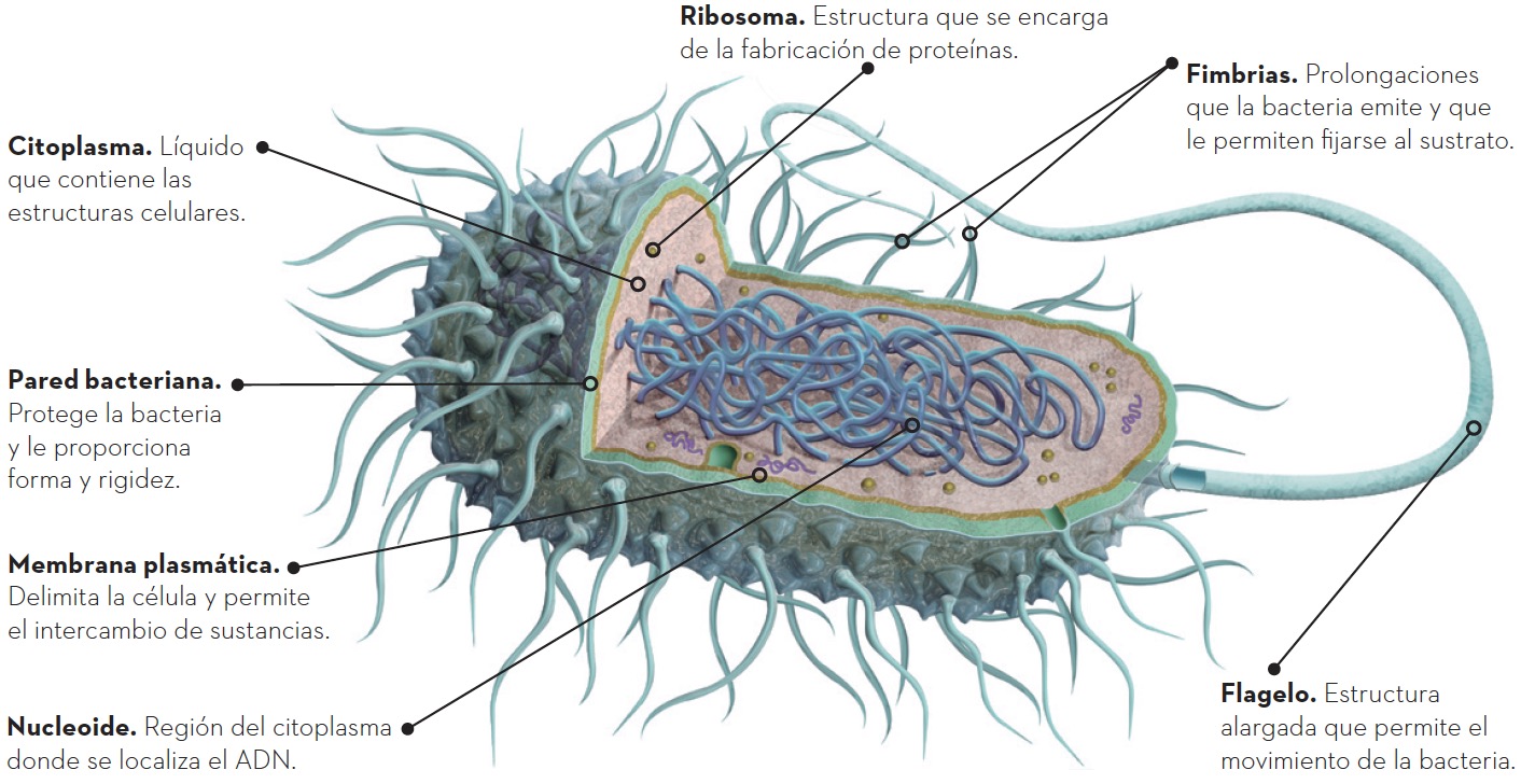 Blink Activity | BlinkLearning