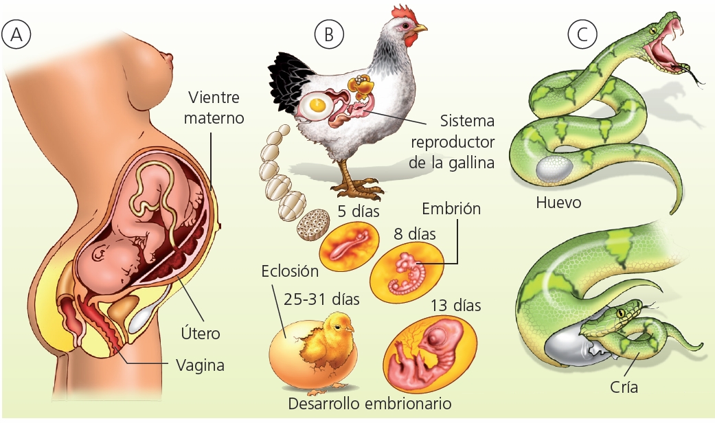 Alimentos que ayudan a la implantacion del embrion