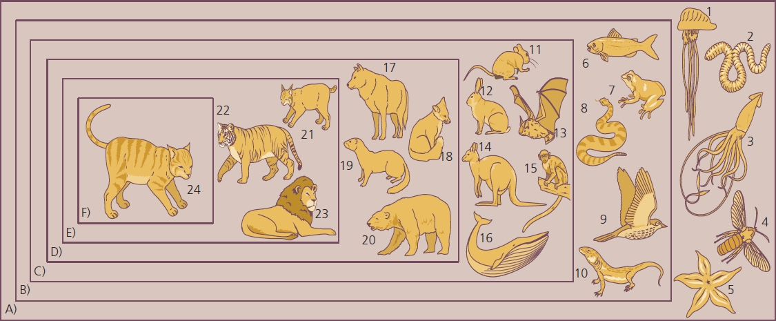Animals Picture For Codehs Blink Activity | BlinkLearning