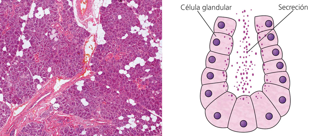 Эпителии желез. Glandular epithelium. Железистые клетки гистология. Железистая клетка препарат. Железистый эпителий зелёный.