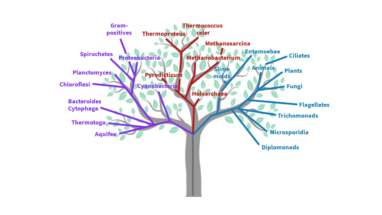 Blink Activity | BlinkLearning