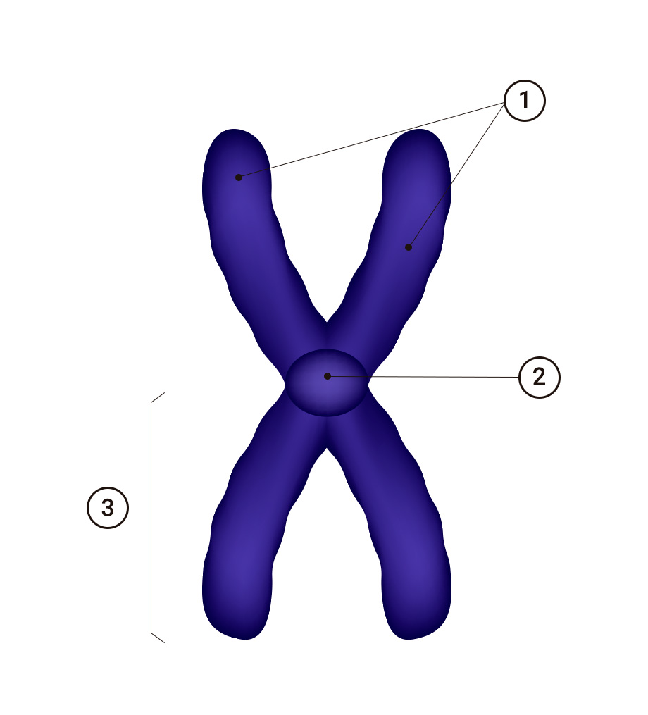 Diagrama de cromosomas único y duplicado: vector de stock (libre de  regalías) 2136810485 | Shutterstock, image size:920x1015